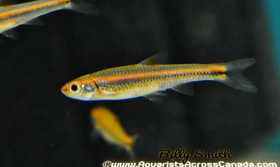 RAINBOW SHINER (Notropsis chrosomus)