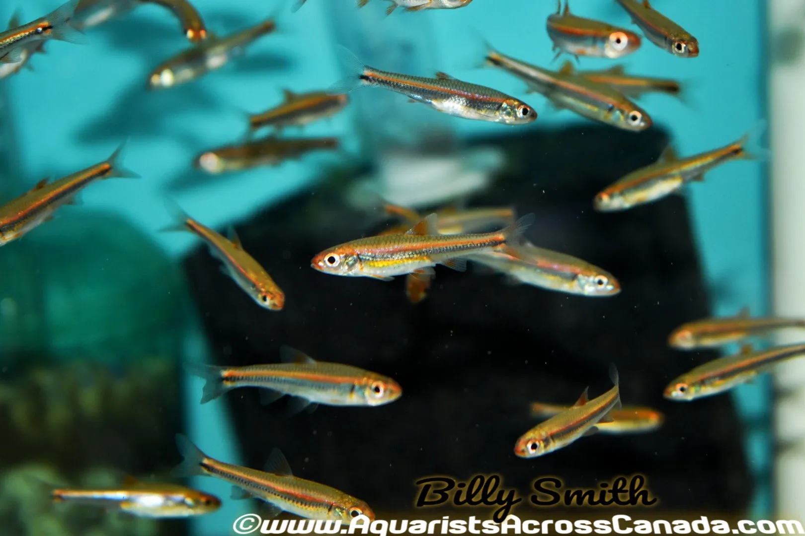 RAINBOW SHINER (Notropsis chrosomus)